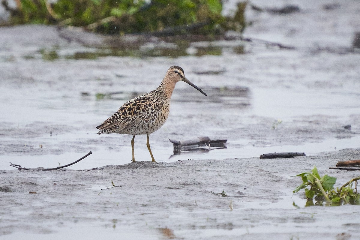 Short-billed Dowitcher - ML620770794