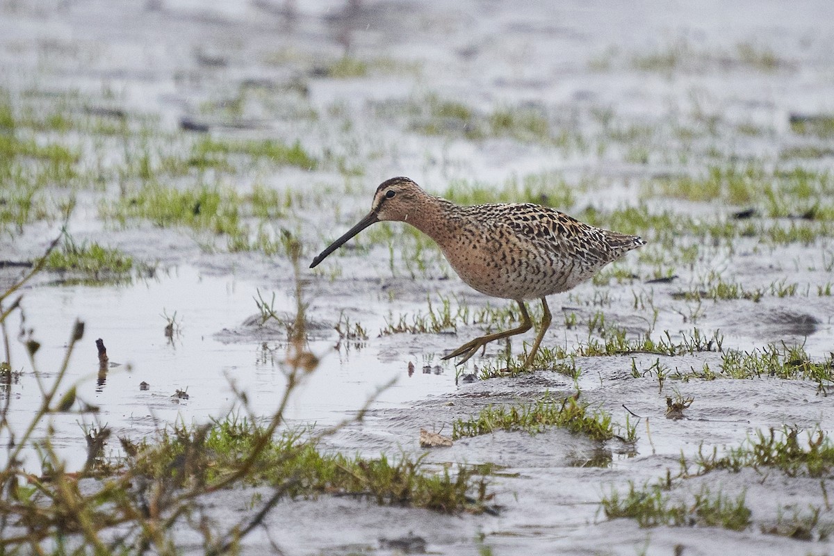 Short-billed Dowitcher - ML620770795