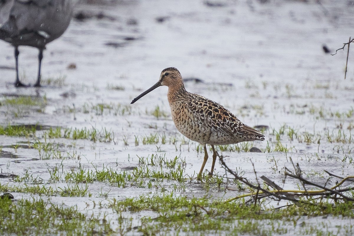 Short-billed Dowitcher - ML620770796