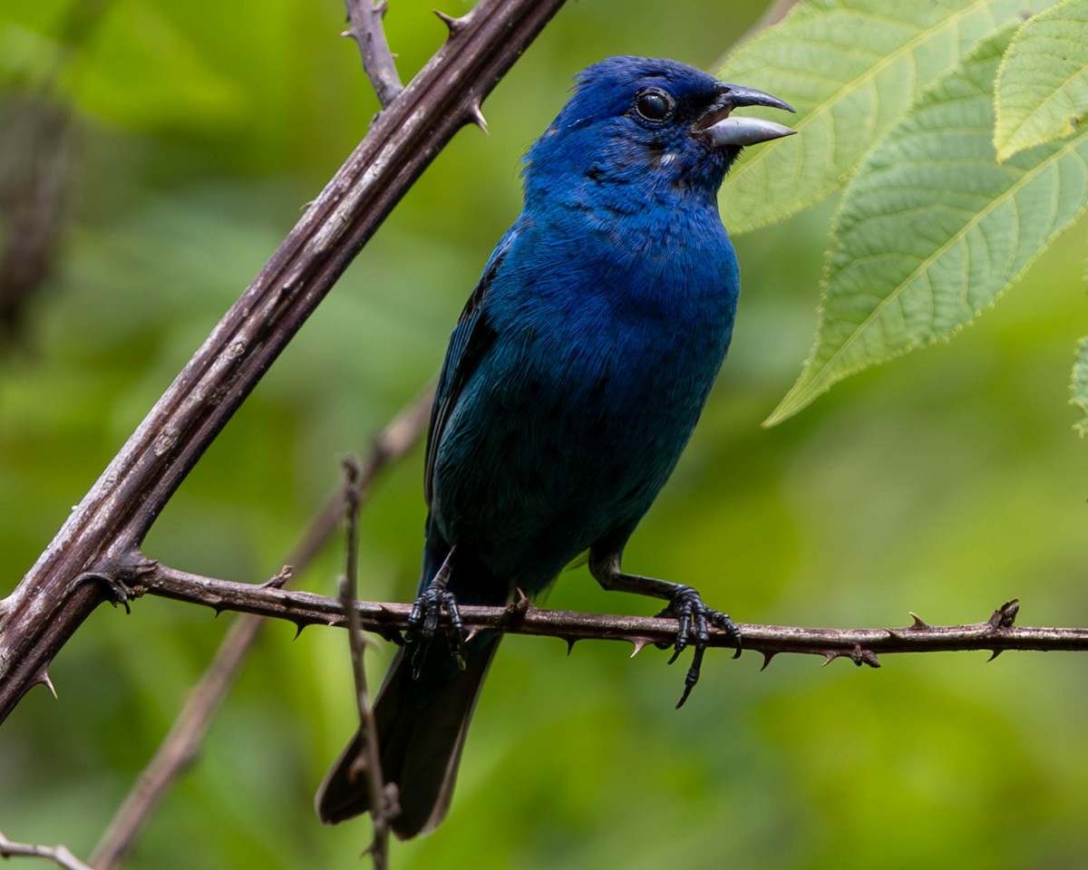 Indigo Bunting - ML620770798