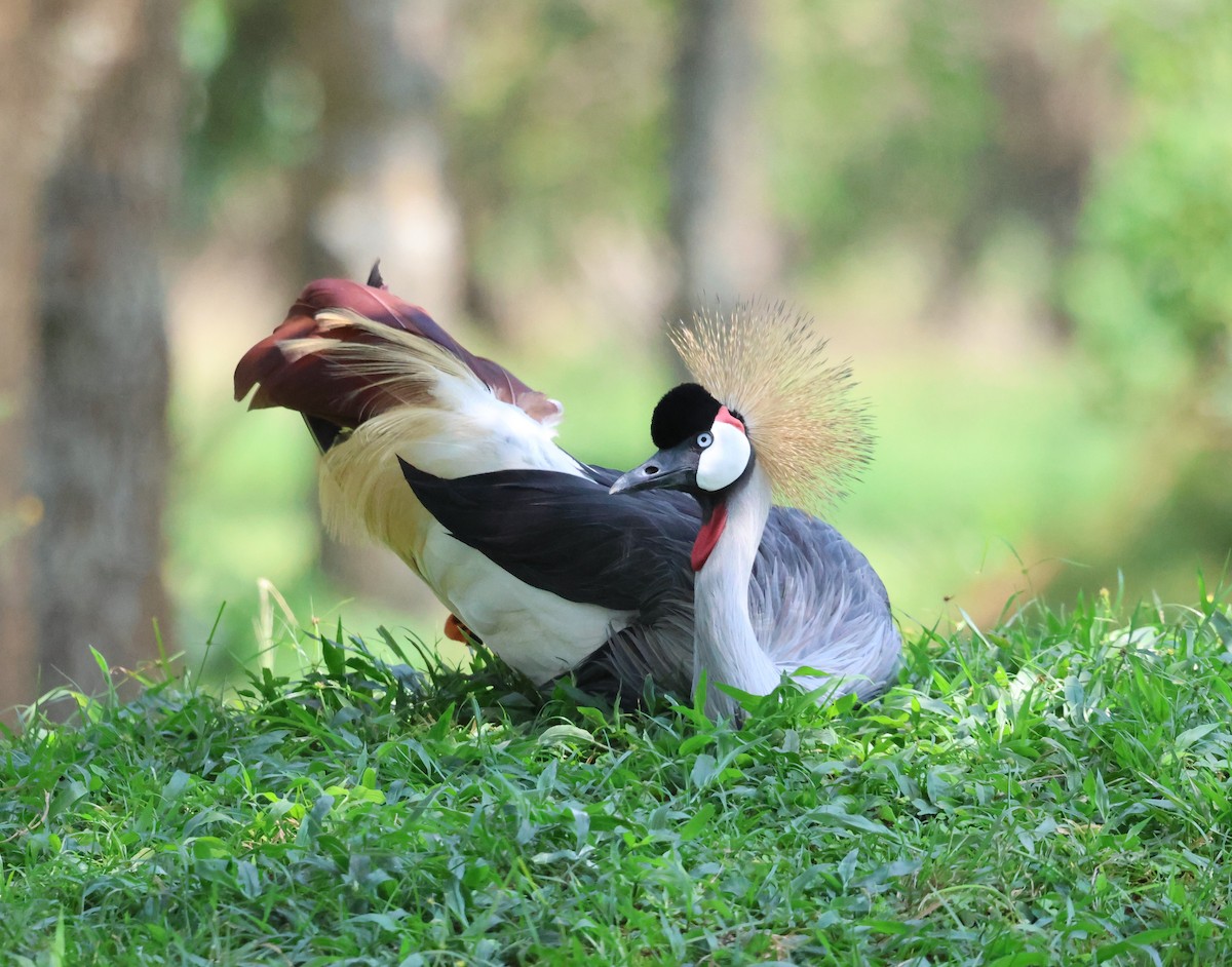 Gray Crowned-Crane - ML620770802