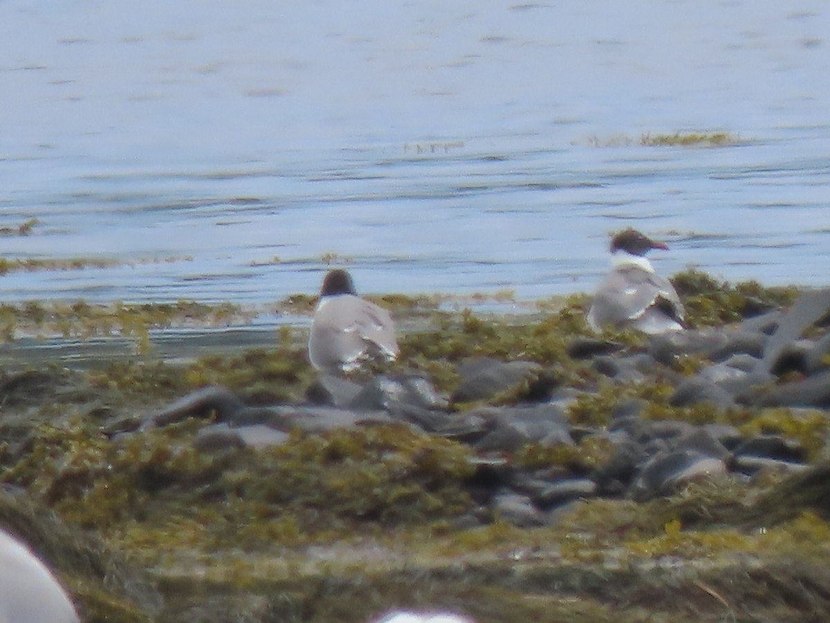 Laughing Gull - Doug Kibbe