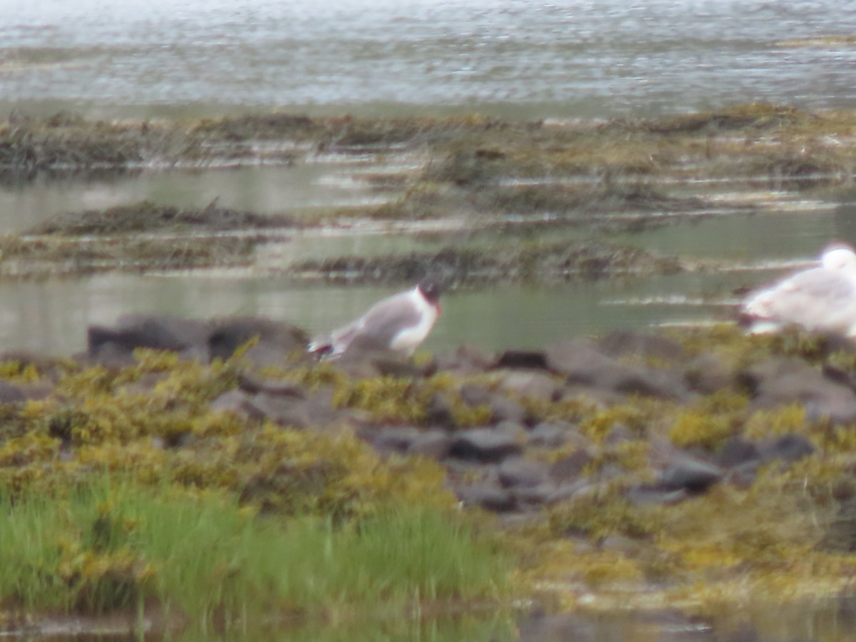 Laughing Gull - ML620770807