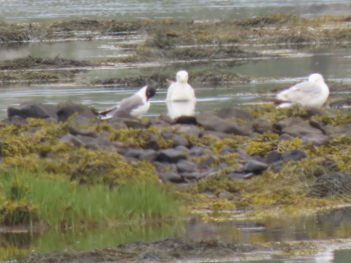 Laughing Gull - ML620770808