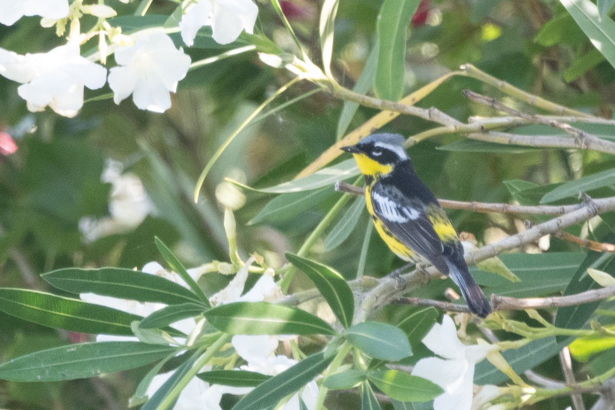 Magnolia Warbler - ML620770810