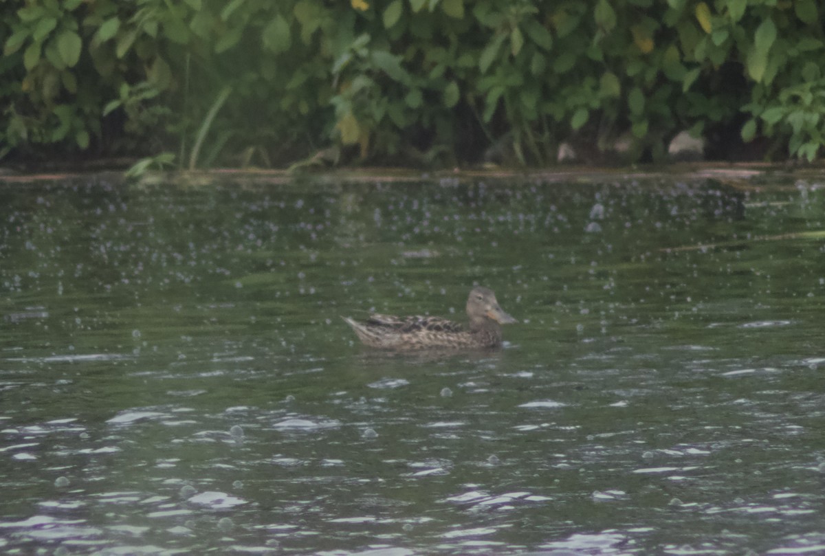 Northern Shoveler - ML620770813