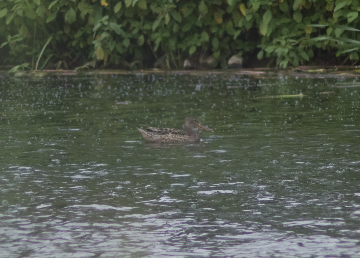 Northern Shoveler - ML620770814