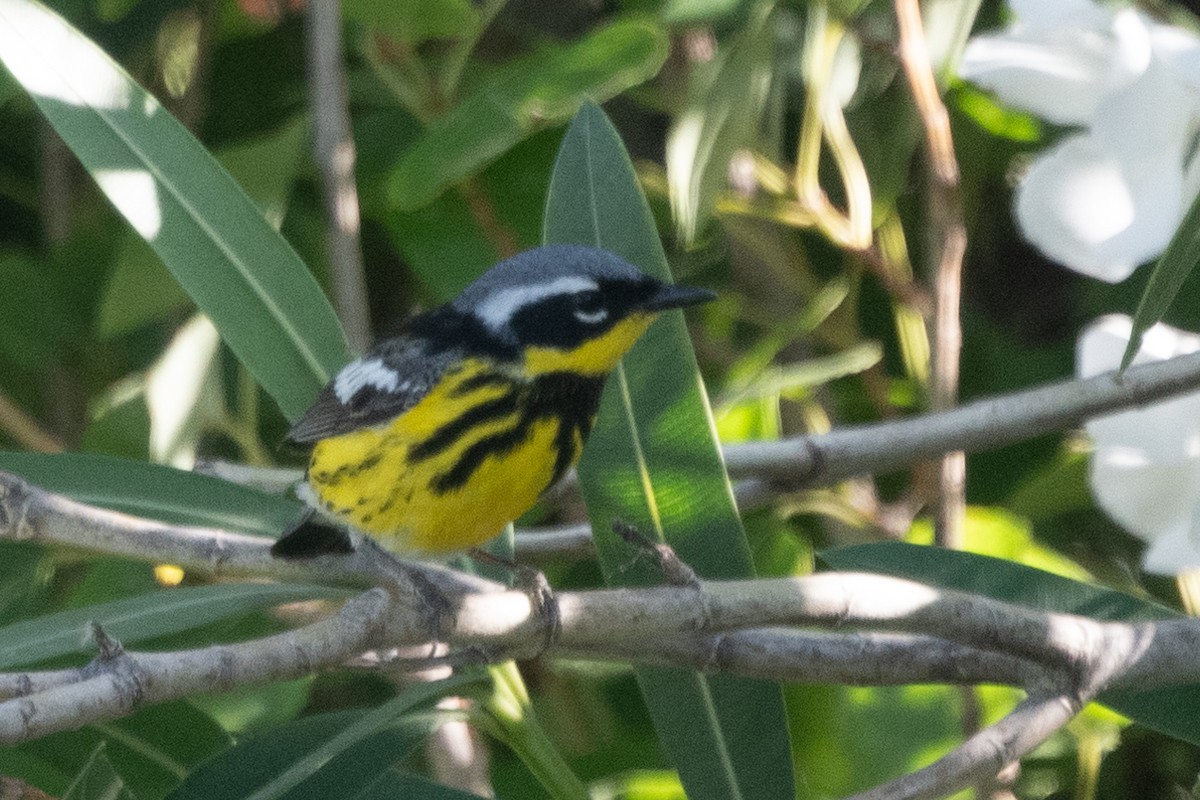 Magnolia Warbler - ML620770825