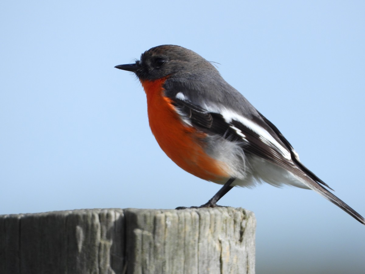 Flame Robin - ML620770826