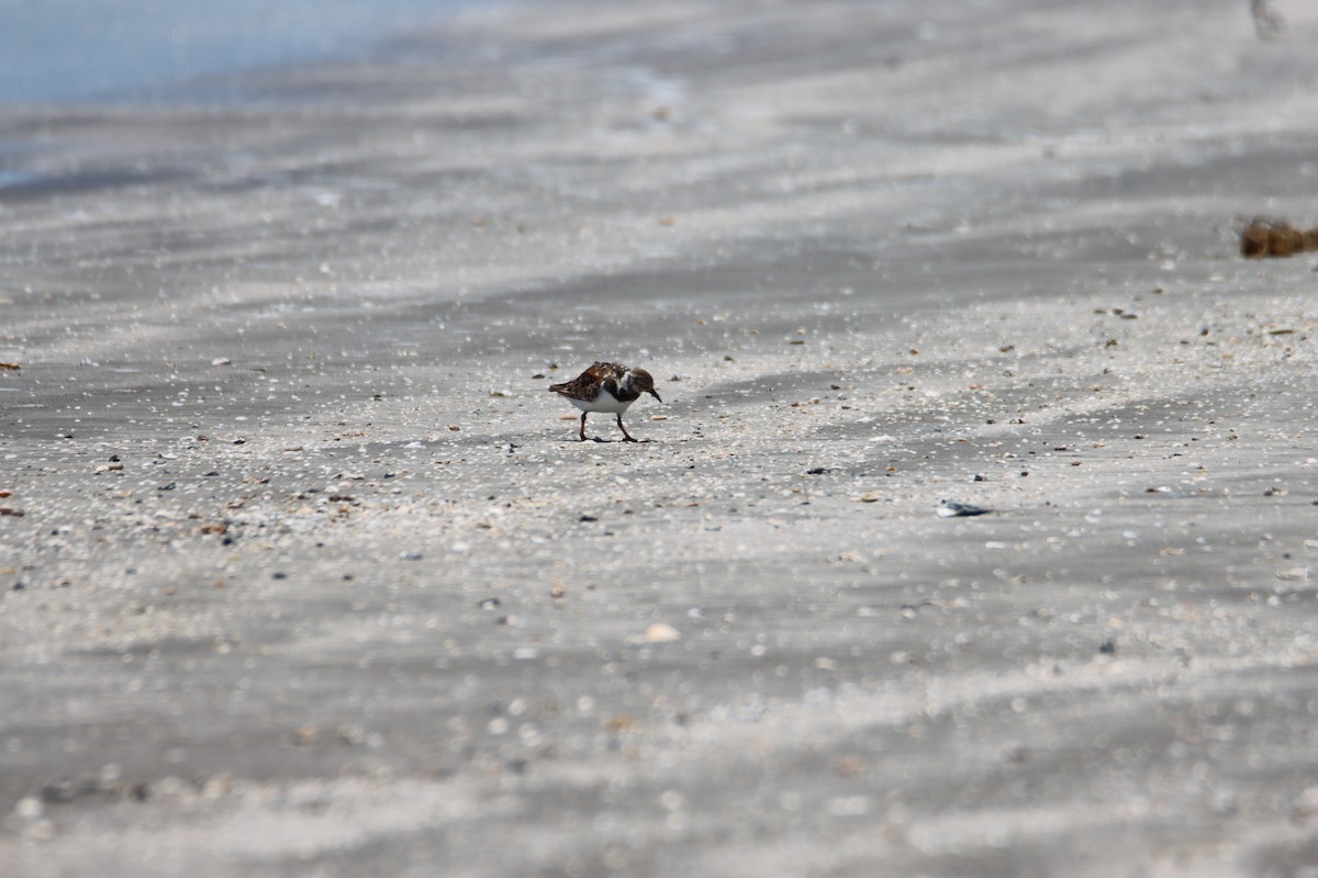 Ruddy Turnstone - ML620770828