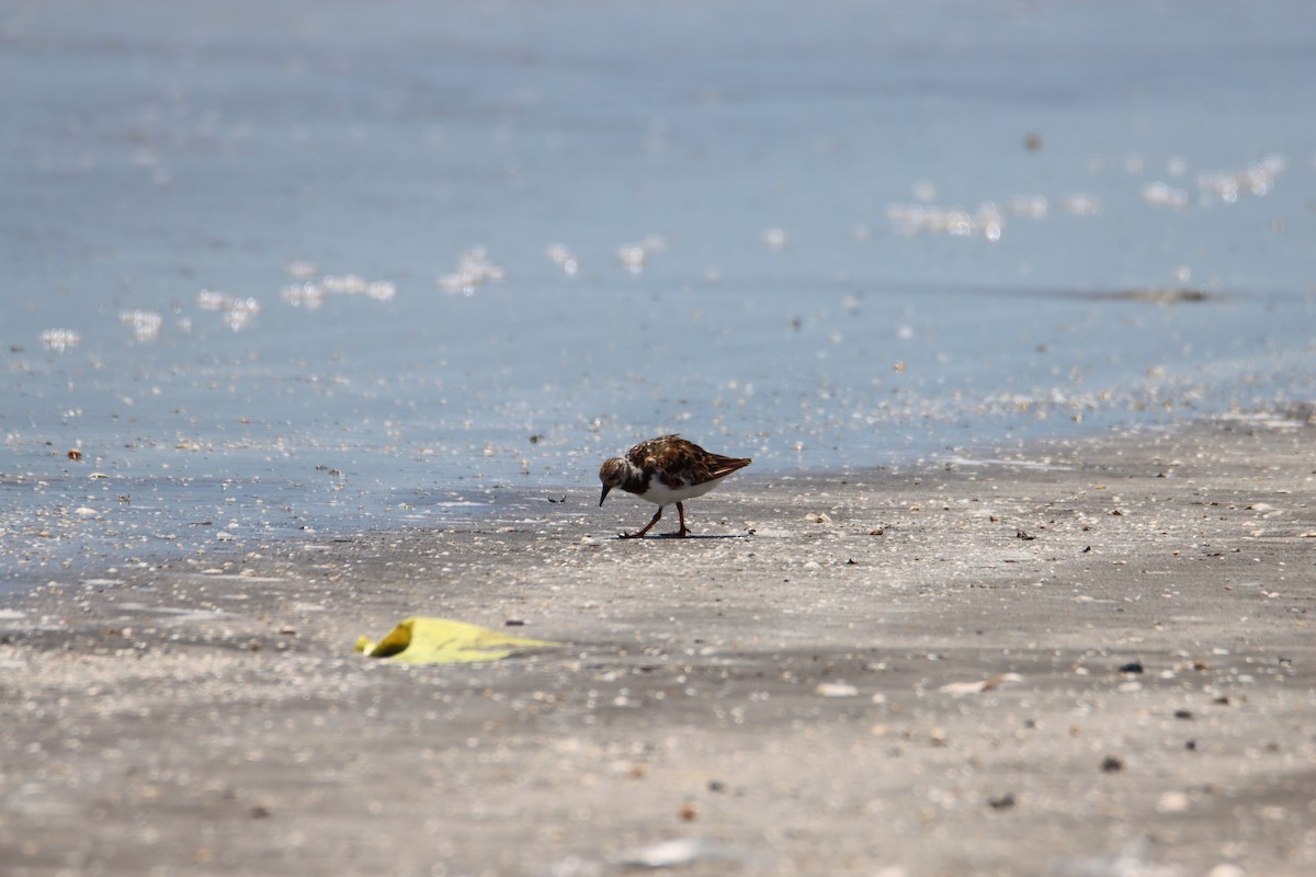 Ruddy Turnstone - ML620770829