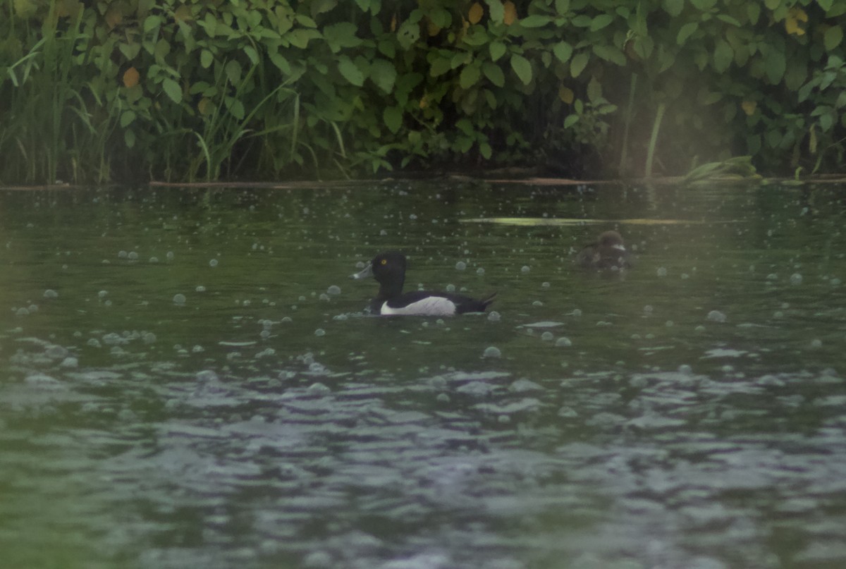 Ring-necked Duck - ML620770830