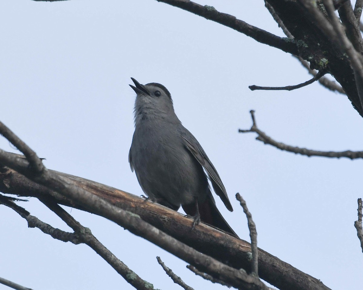 Pájaro Gato Gris - ML620770831