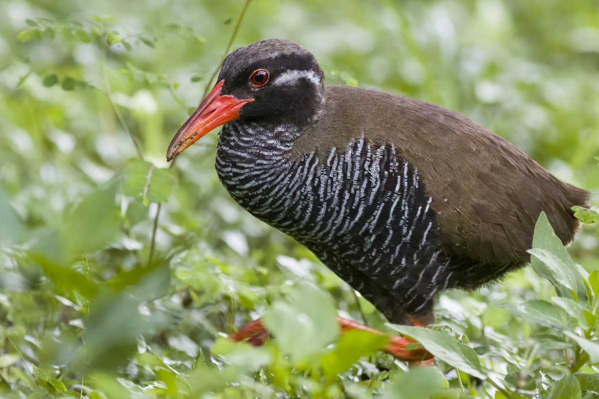 Okinawa Rail - ML620770836