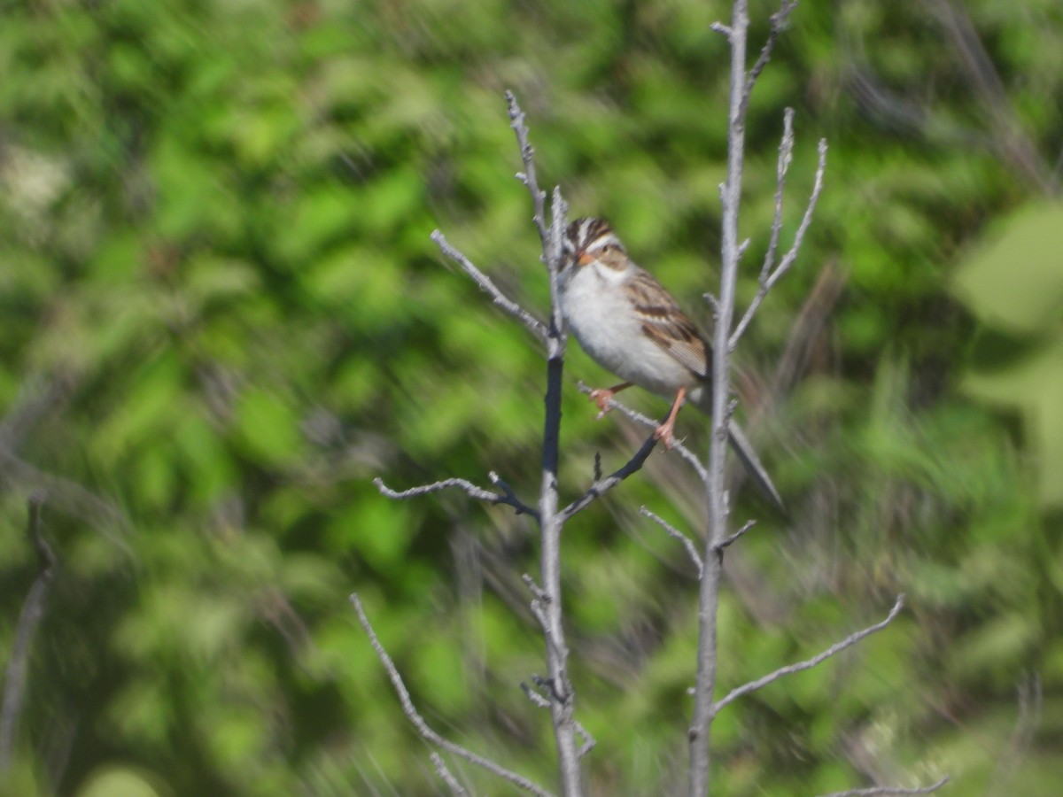 Clay-colored Sparrow - ML620770837