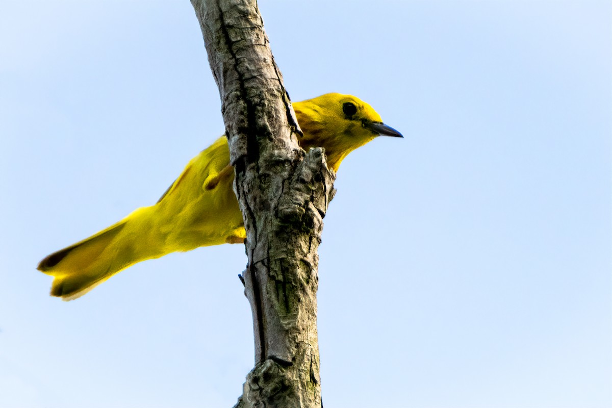 Yellow Warbler - ML620770838