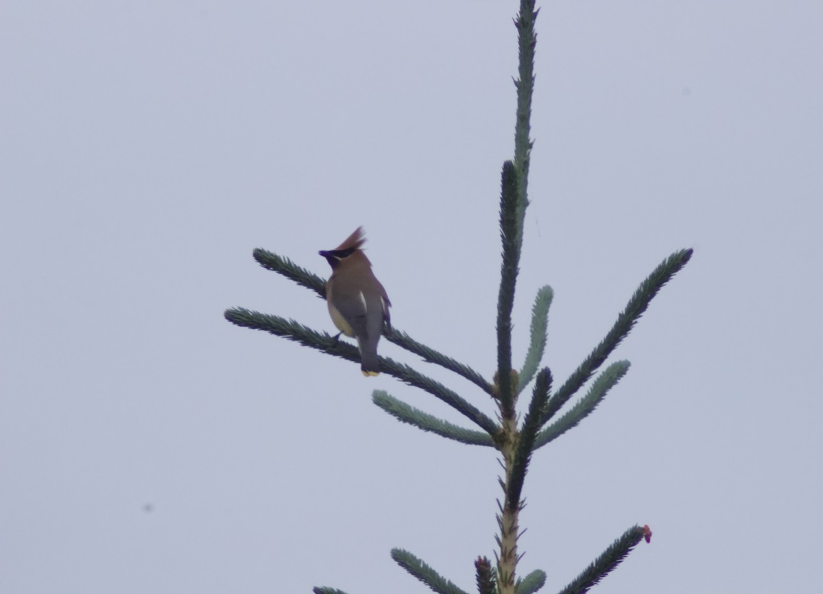 Cedar Waxwing - ML620770839