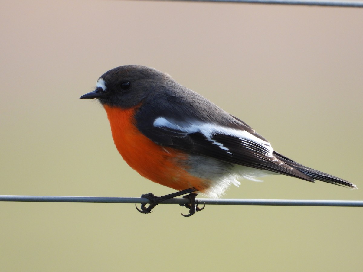 Flame Robin - ML620770842