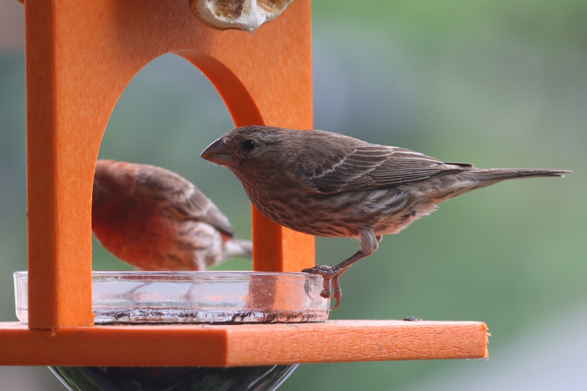 House Finch - ML620770843