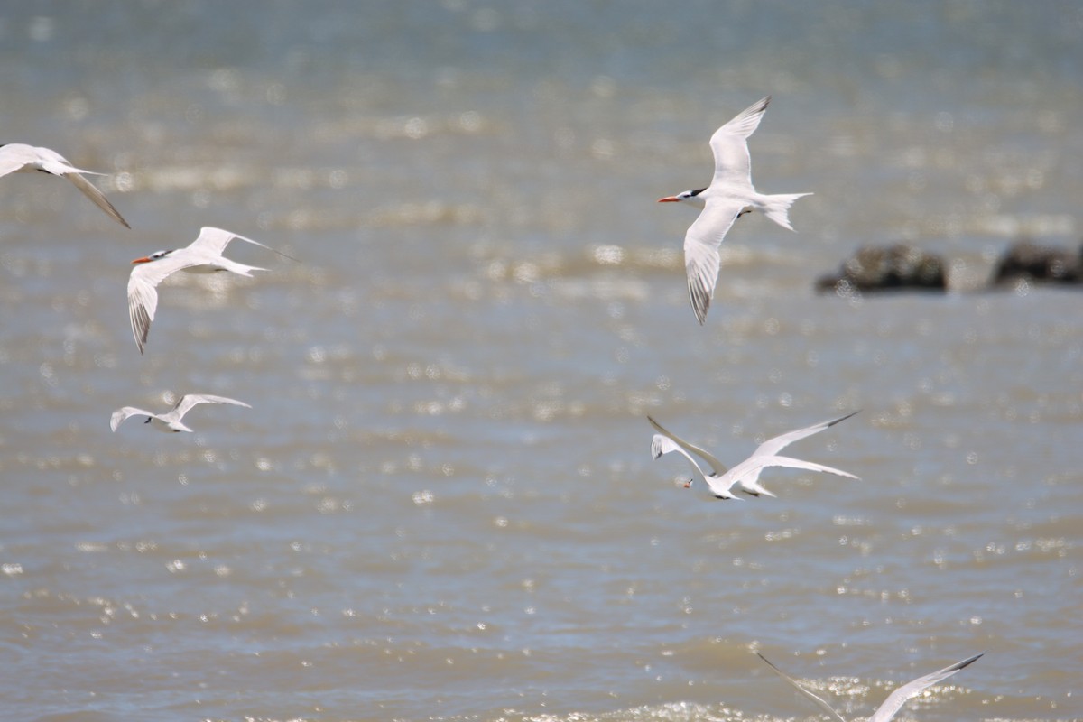 Royal Tern - ML620770845