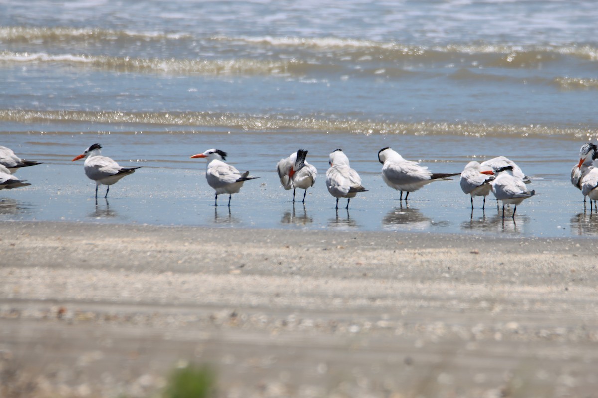 Royal Tern - ML620770846