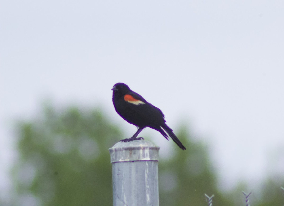 Red-winged Blackbird - ML620770847