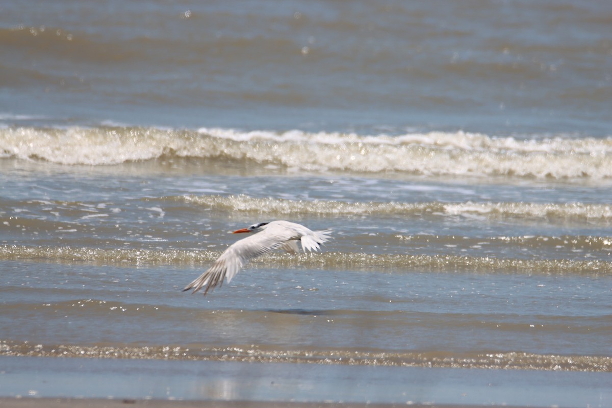 Royal Tern - ML620770848