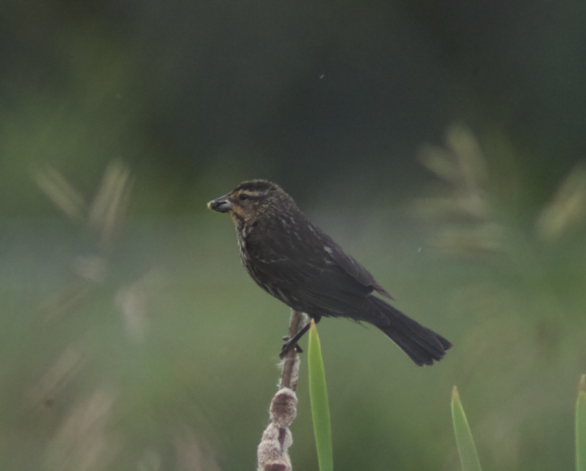 Red-winged Blackbird - ML620770849