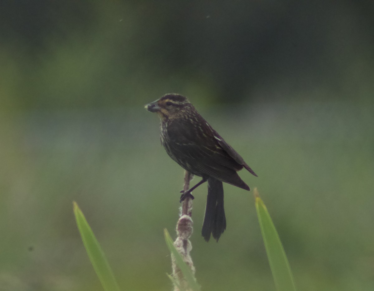 Red-winged Blackbird - Zakary L’Abbé-Larivière