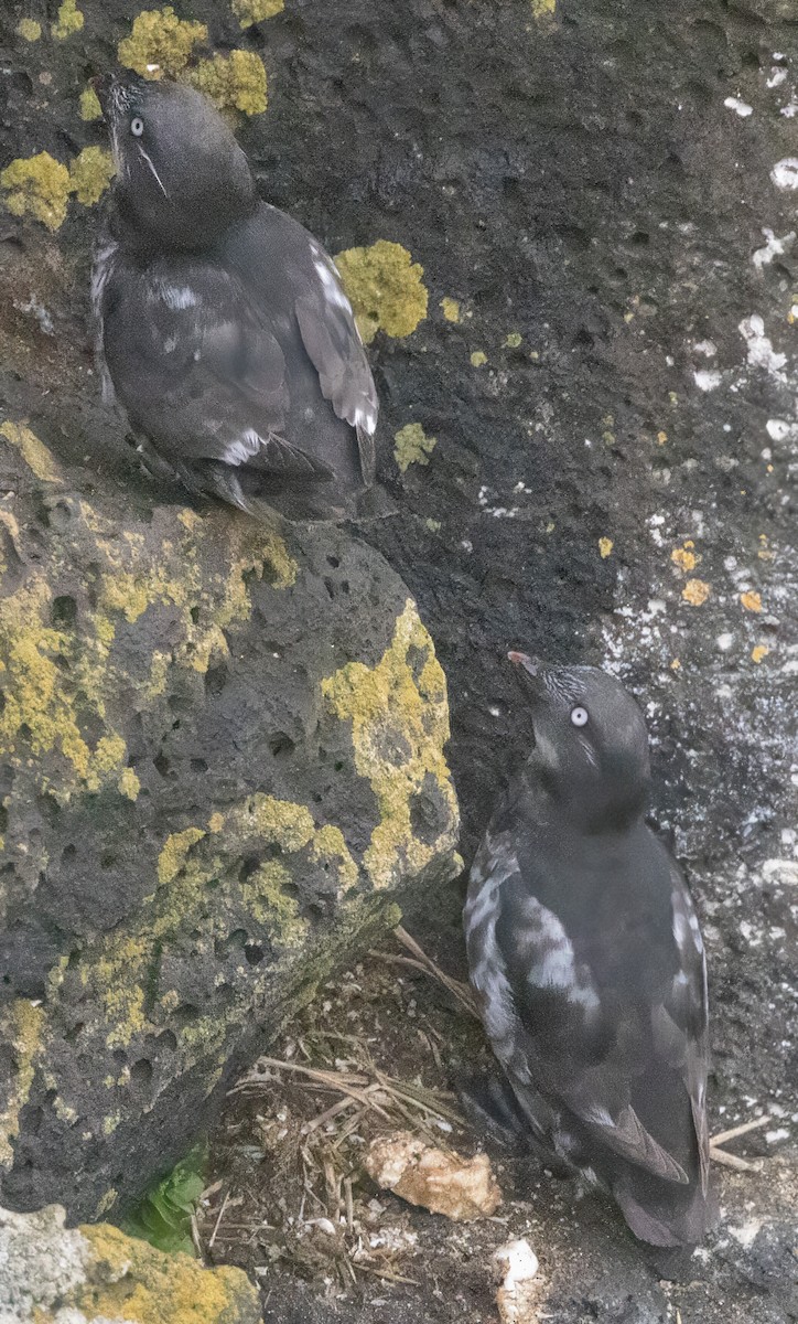 Least Auklet - ML620770852