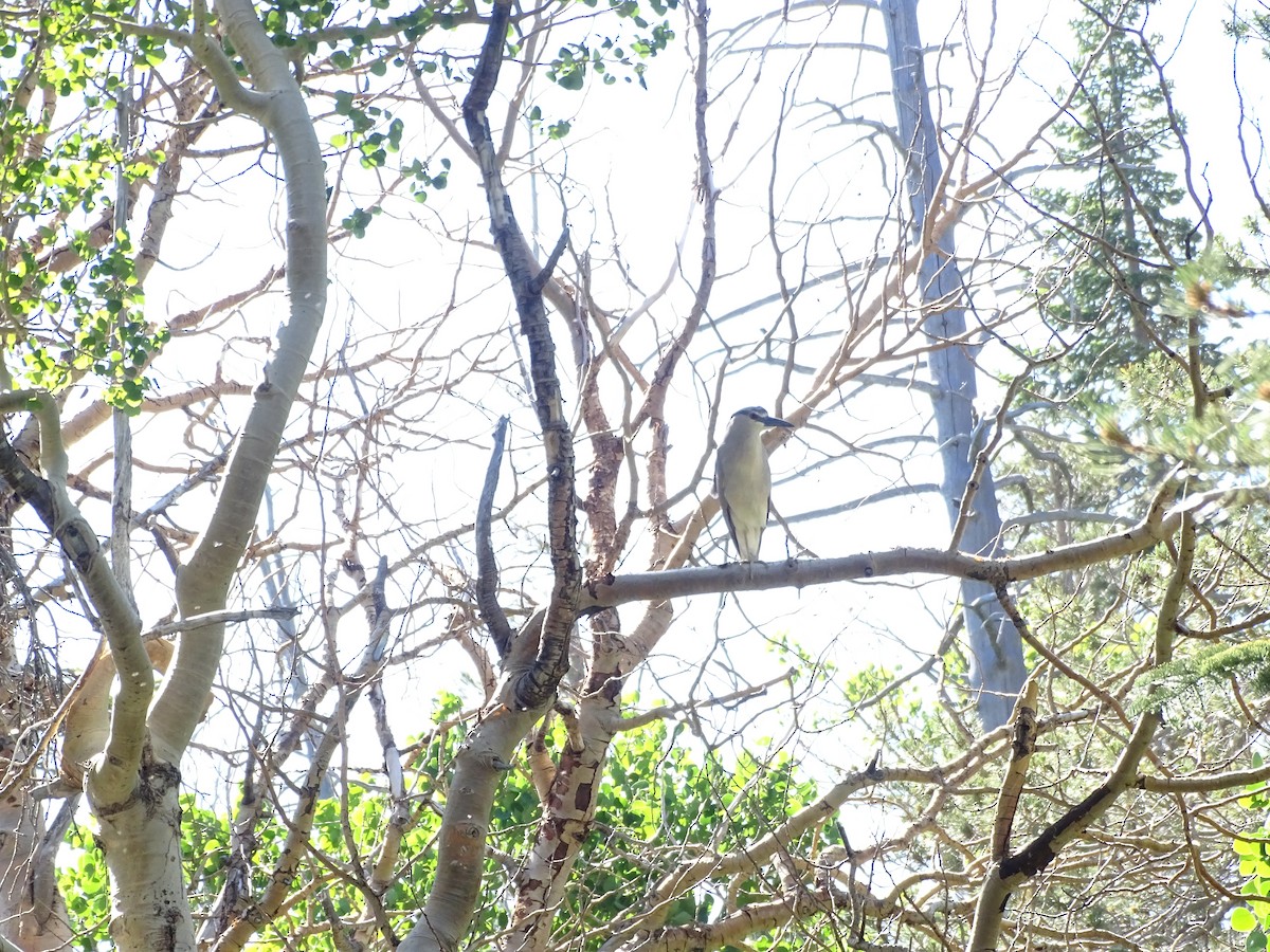 Black-crowned Night Heron - ML620770860