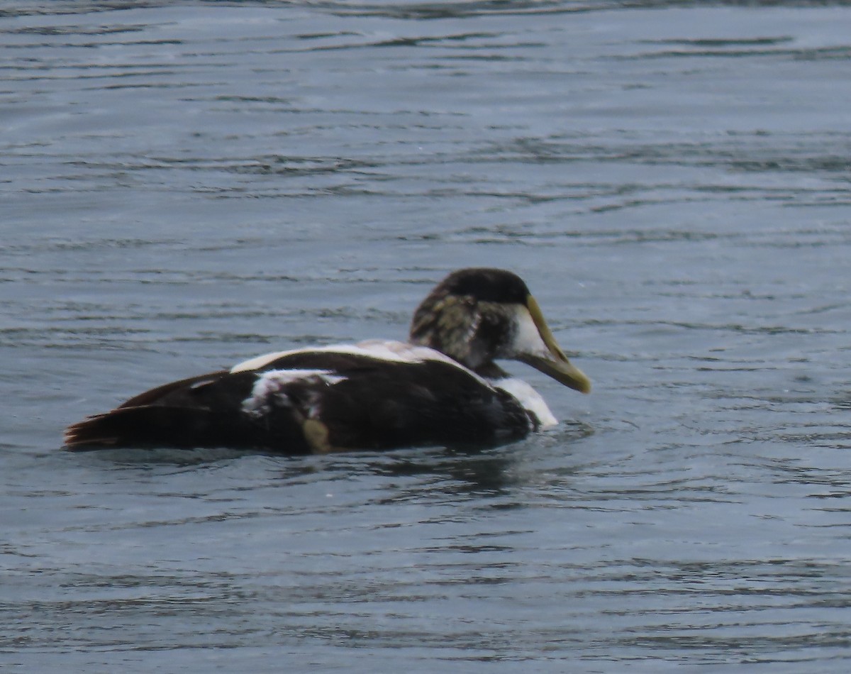 Common Eider (Dresser's) - ML620770864