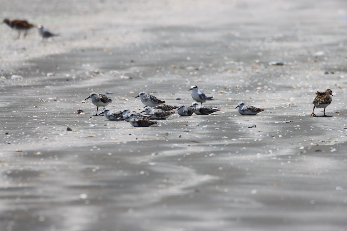 Bécasseau sanderling - ML620770880