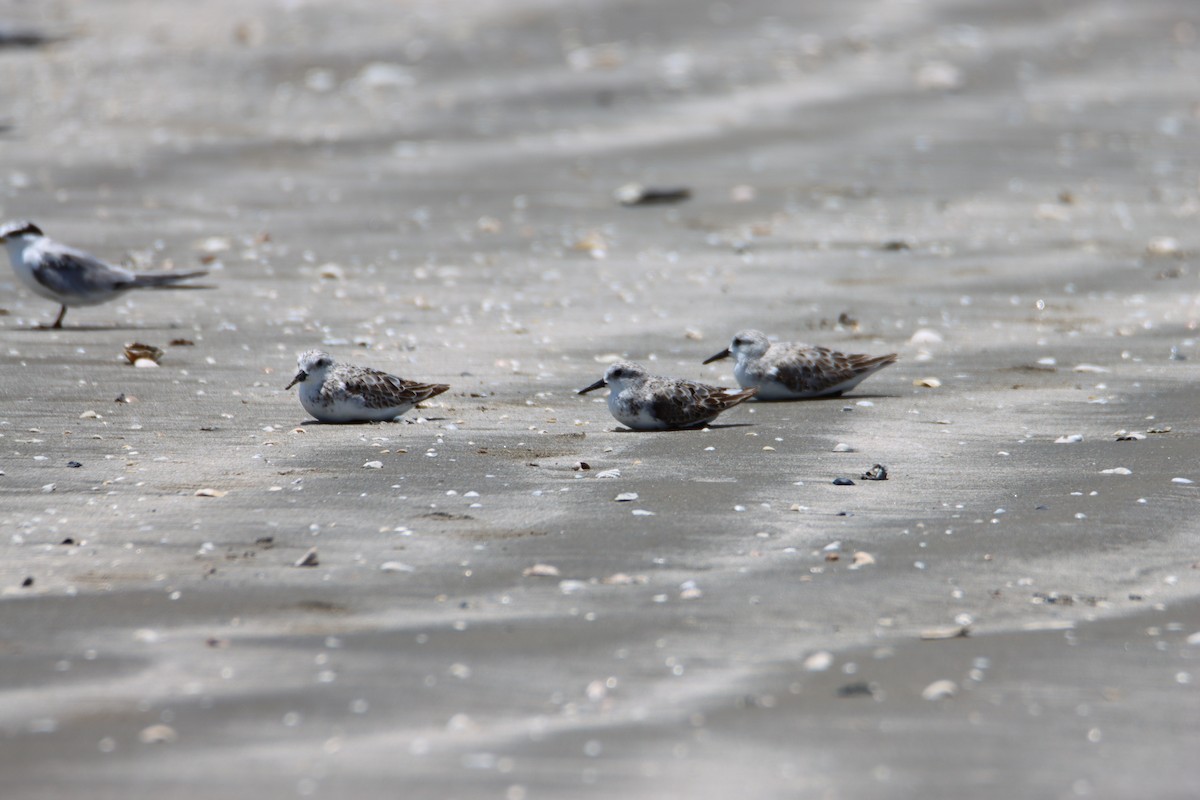 Bécasseau sanderling - ML620770881