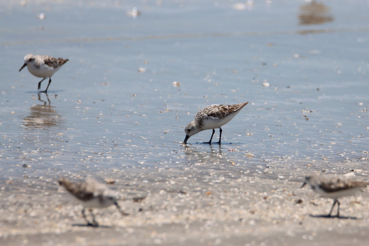 Bécasseau sanderling - ML620770882