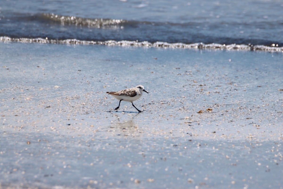 Bécasseau sanderling - ML620770883