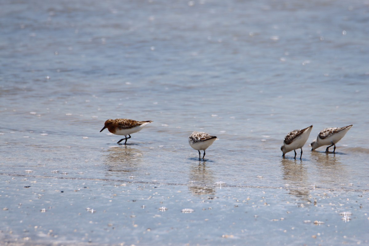 Bécasseau sanderling - ML620770884