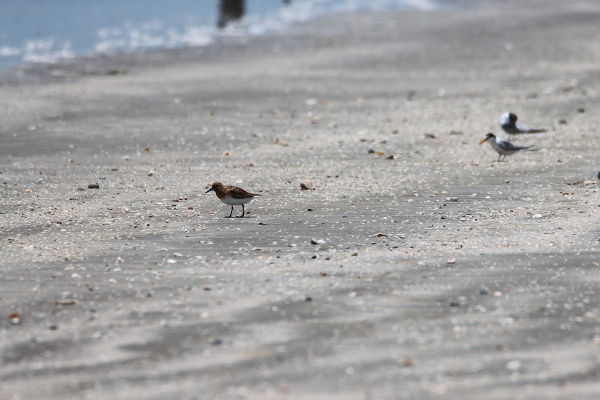 Bécasseau sanderling - ML620770885