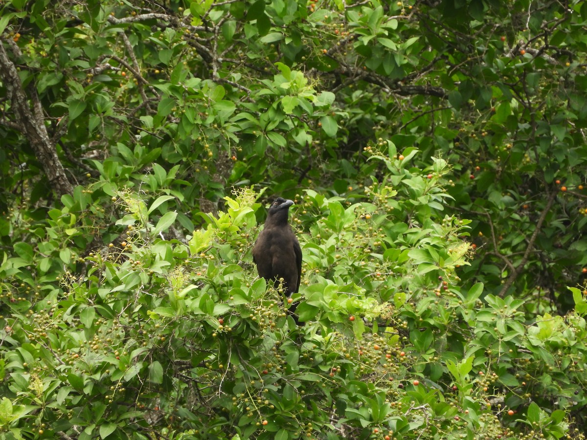 Jamaican Crow - ML620770887