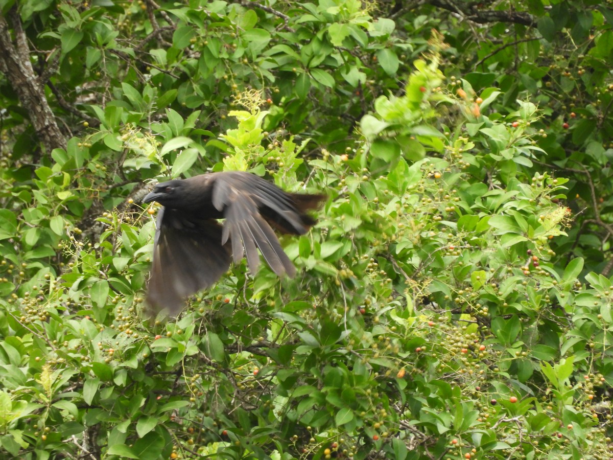 Jamaican Crow - ML620770891