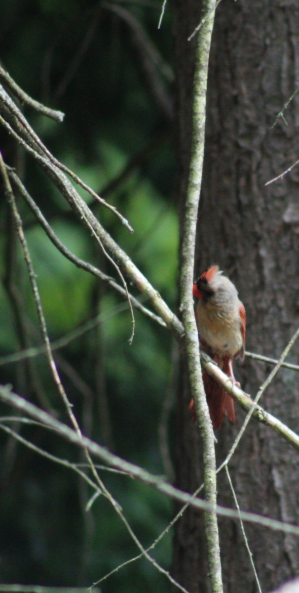 Northern Cardinal - Melissa Powell