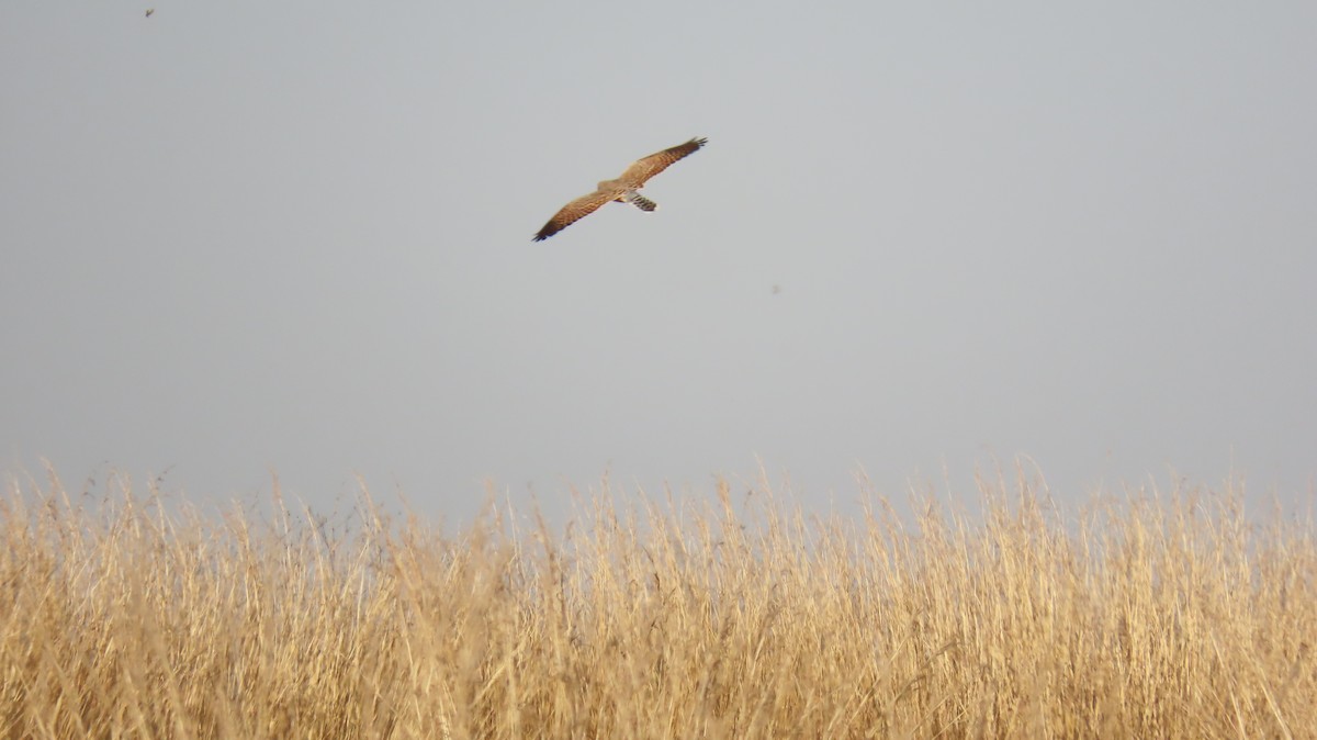 Greater Kestrel - ML620770899