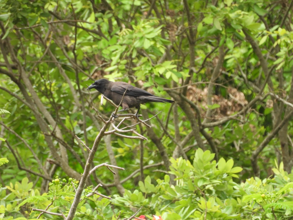 Jamaican Crow - ML620770900