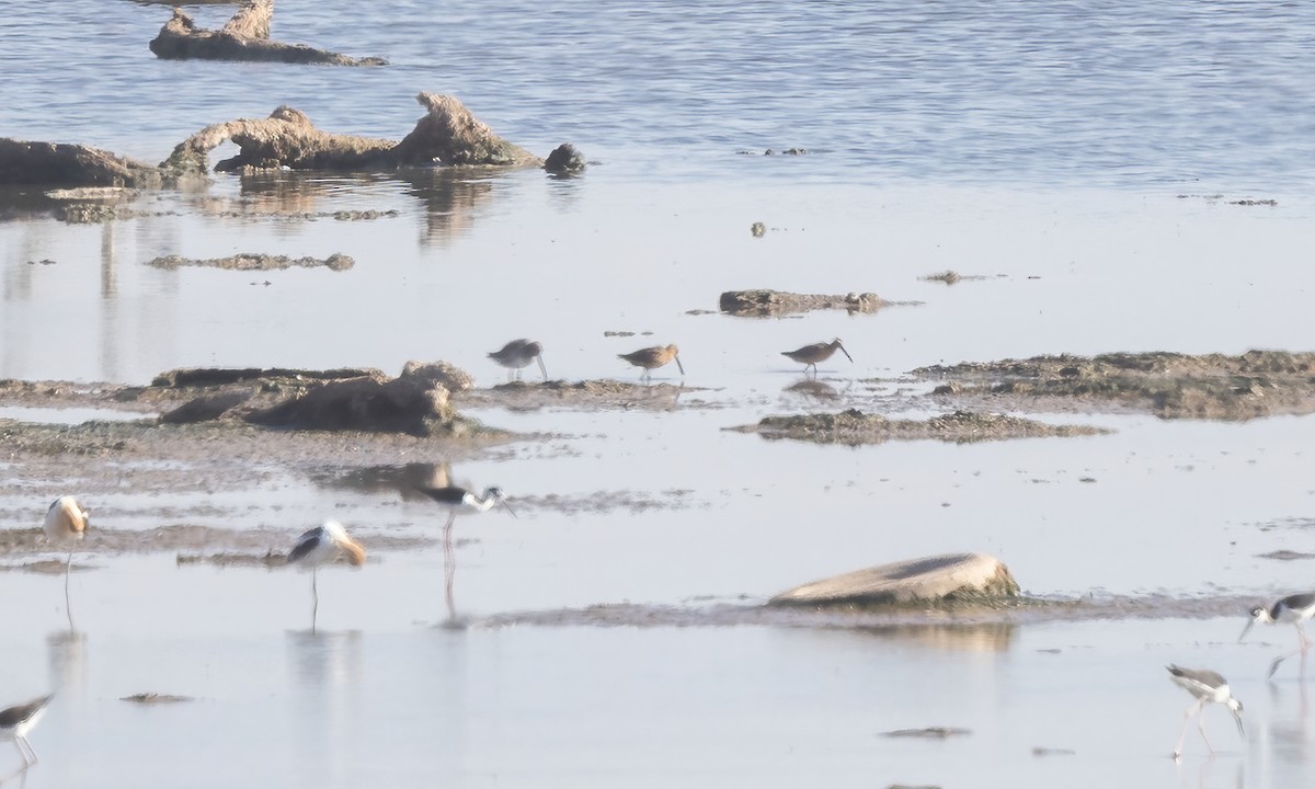 Short-billed/Long-billed Dowitcher - ML620770906