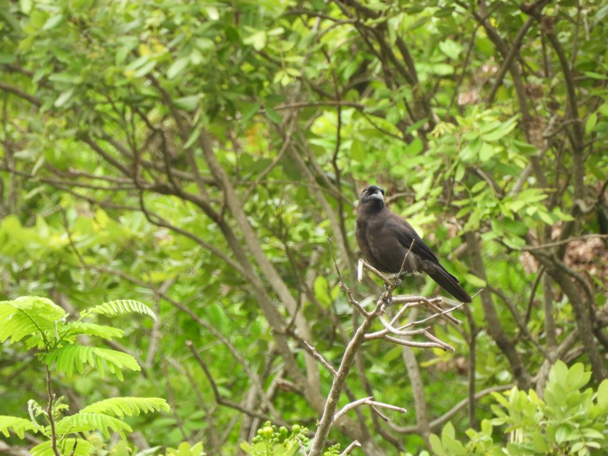 Jamaican Crow - ML620770909