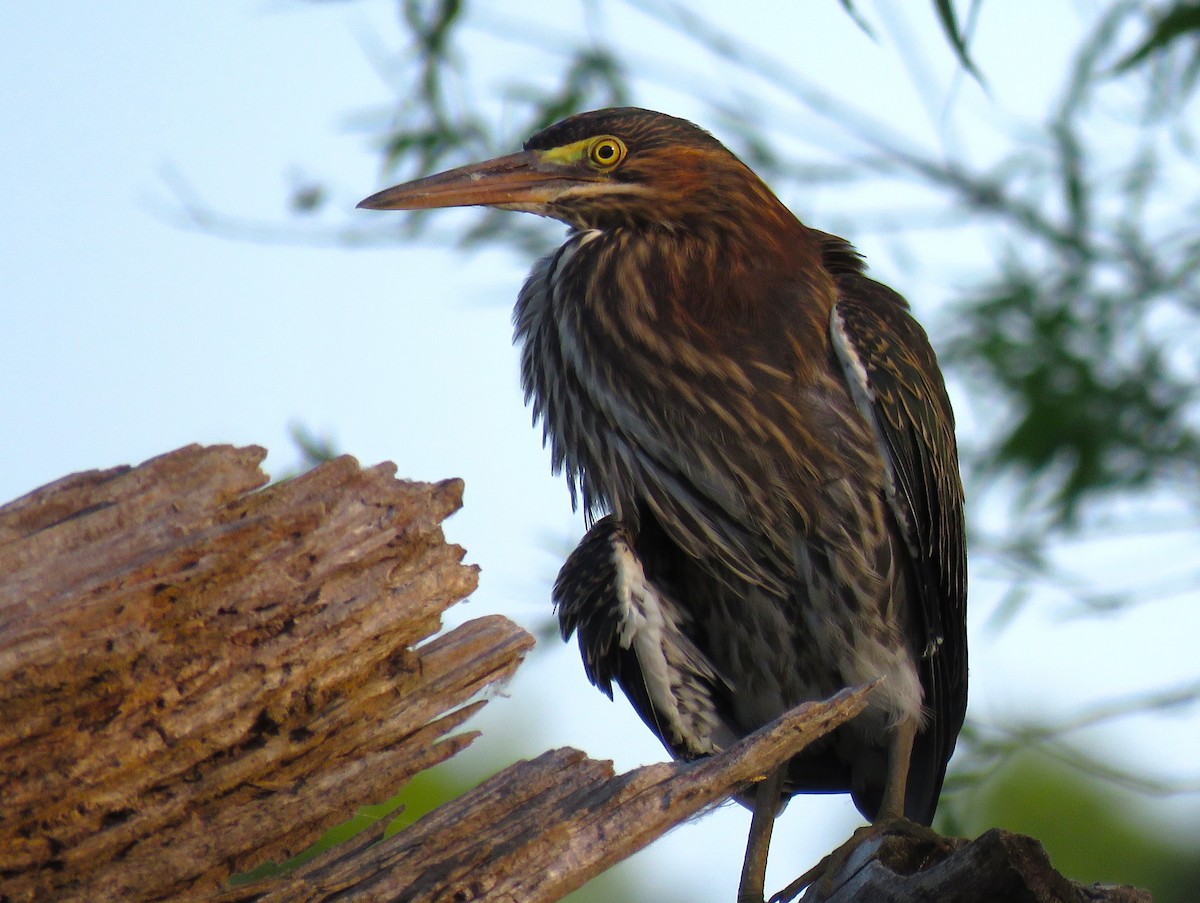 Green Heron - ML620770927