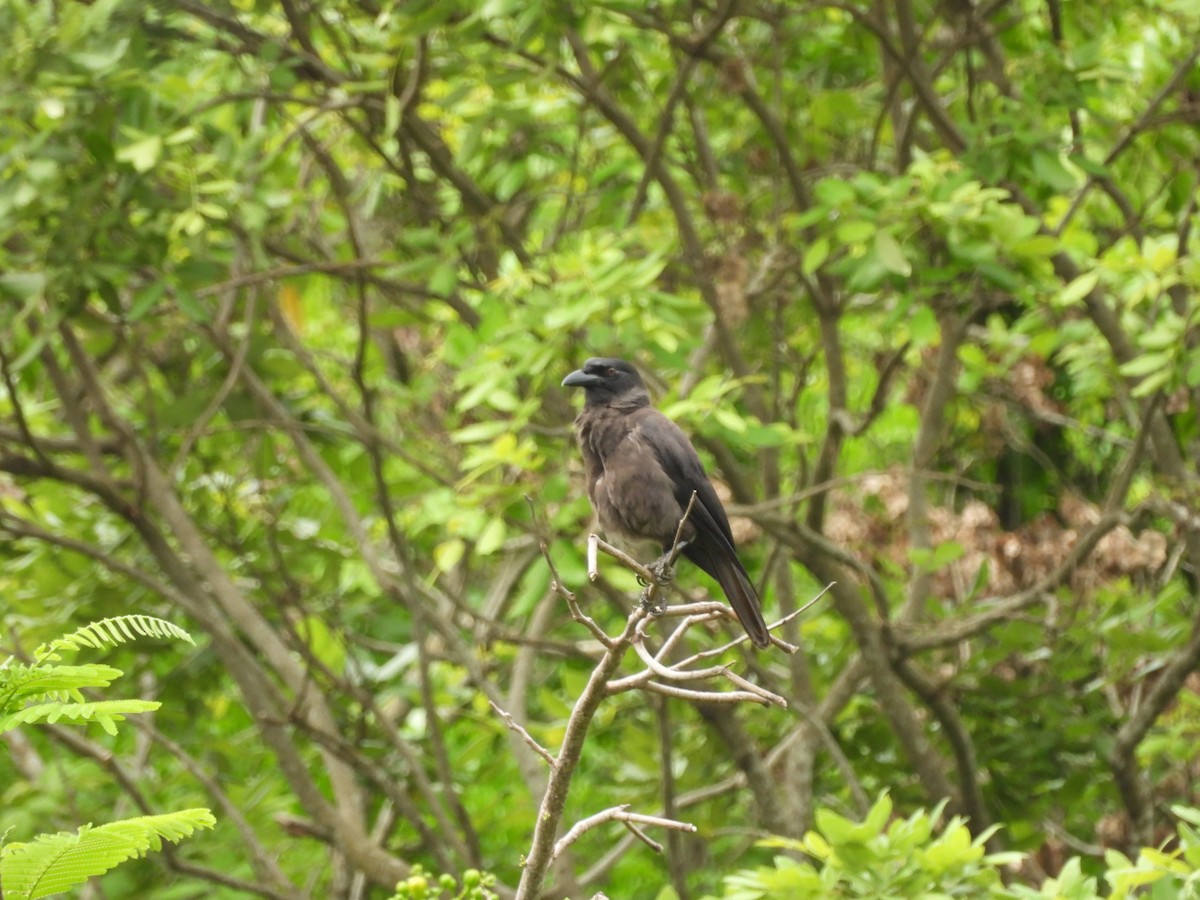 Jamaican Crow - ML620770938