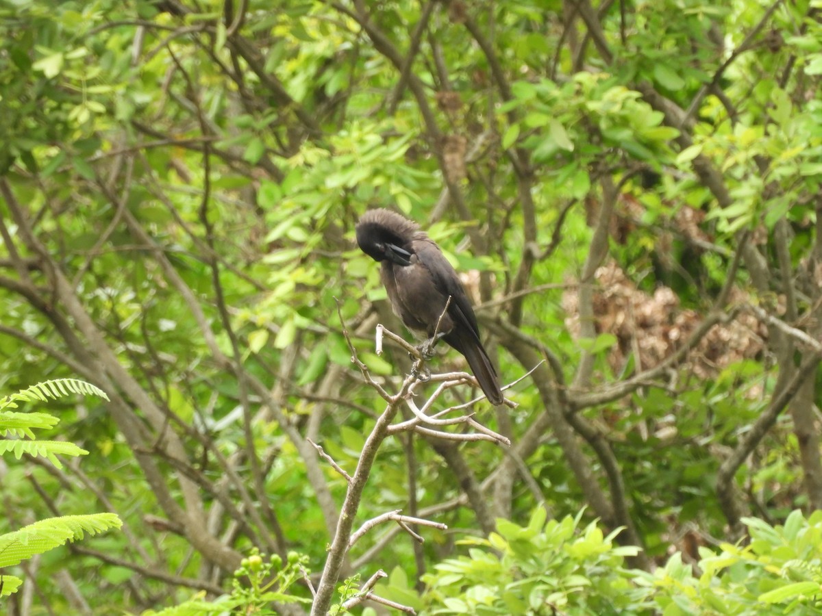 Jamaican Crow - ML620770939