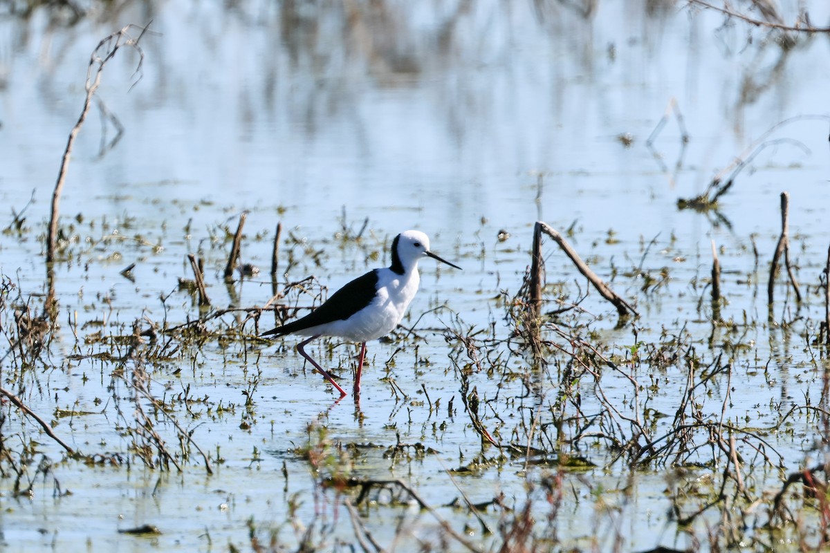 Pied Stilt - ML620770940