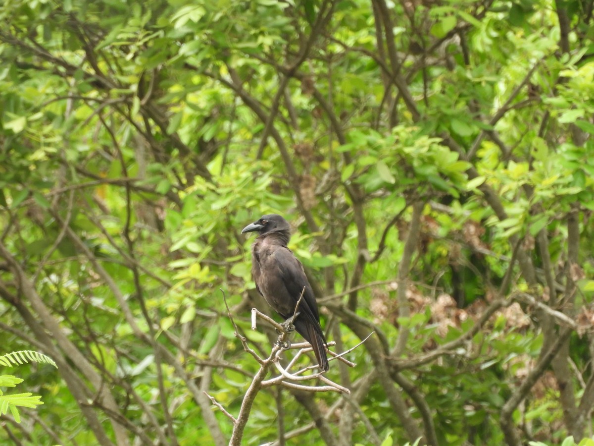 Jamaican Crow - ML620770945